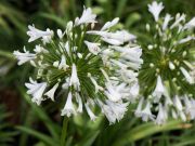 Photo Agapanthe Enigma