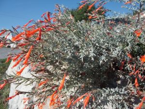 Epilobium