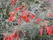 Photo EPILOBIUM CANUM CATALINA