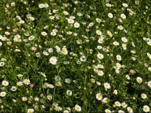 Erigeron