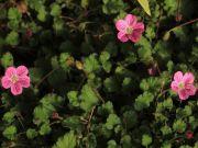 Photo Erodium 'Bishop's form'