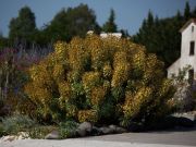 Photo Euphorbe des garrigues