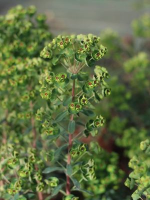 Euphorbe martinii