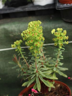Euphorbe martinii
