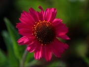 Photo Echinacea fatal attraction