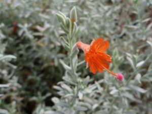 Fleur en trompette