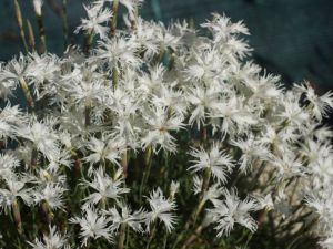 fleurs