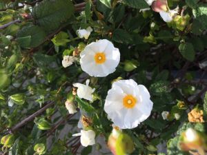 fleurs de cistus corbariensis