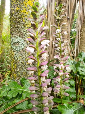 fleurs de l'acanthe mollis
