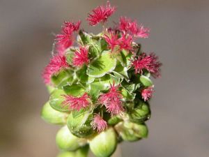 fleurs de la petite pimprenelle