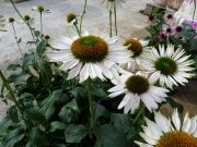 Photo Echinacea fragrant angel
