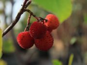 Photo Arbousier (arbre à fraises)
