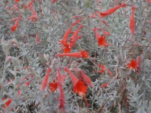 Fuschia de californie