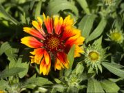 Photo Gaillarde