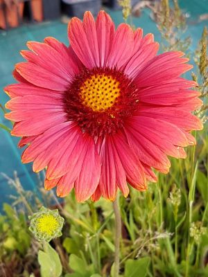 Gaillarde bourgogne
