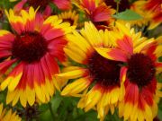 Photo gaillarde kobold