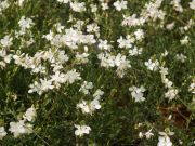 Photo Gaura de lindheimer