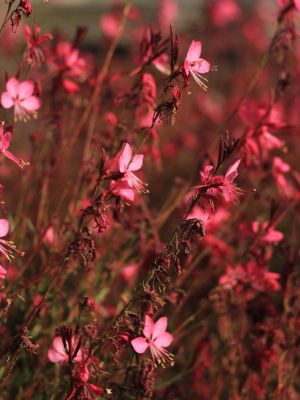 Gaura siskiyou pink