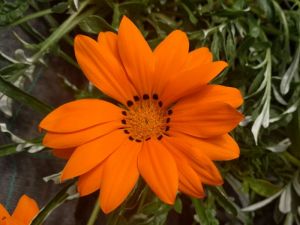 gazania