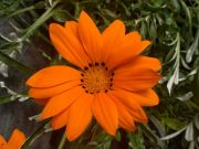 Photo gazania