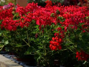 geranium