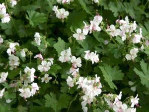 geranium 'biokovo'