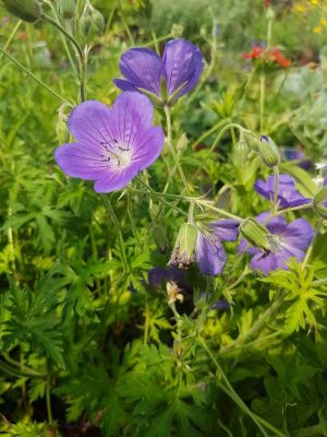 geranium orion