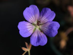 geranium rozanne