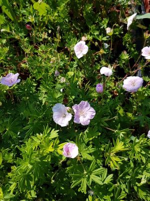 geranium sanguineum striatum
