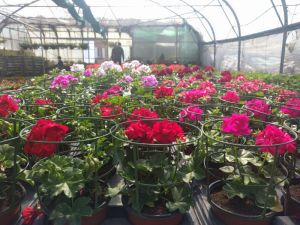 geranium zonale