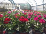 Photo geranium zonale