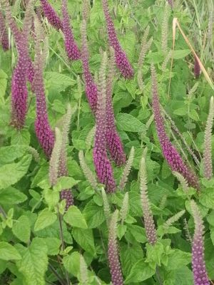 GERMANDREE D IRAN