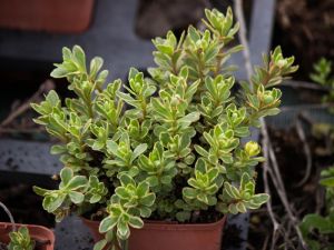 Godet de sedum Kam°