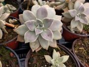 Photo Graptopetalum paraguayense