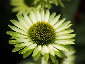 green jewel