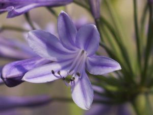 Gros plan fleur
