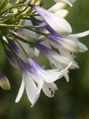 Gros plan fleur blanche base bleue