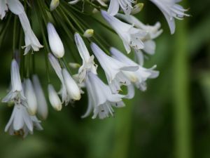 Gros plan fleur blanche base bleue pâle