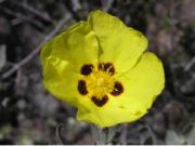 Photo Ciste jaune