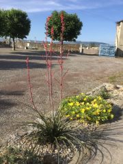 Photo Yucca rouge