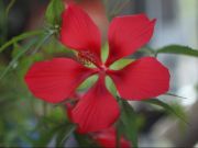 Photo Hibiscus coccinéus rouge