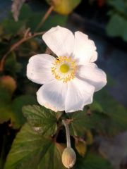 Photo Anémone Honorine Jobert