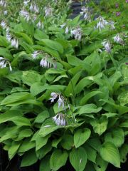 Photo Hosta