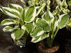 Hosta 'patriot'