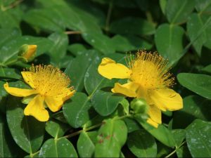 Hypericum calicinum