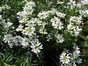 iberis sempervirens