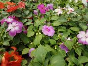 Photo impatiens