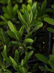 Photo Inule visqueuse (mouche de l'olive)