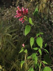 Photo sauge involucrata