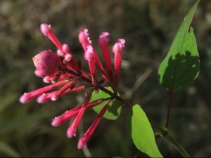 involucrata bethelli